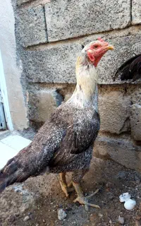 مرغ لاری اصل