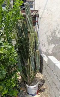 فروش کاکتوس بزرگ