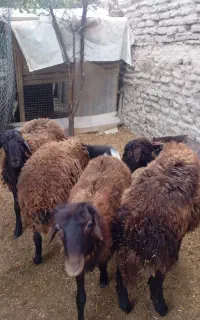 بره نر 4راس 35تا40 کیلو