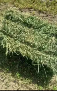 پرس یونجه خشک