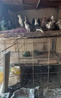 قفس پرنده