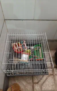 قفس نو