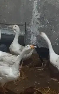 5عدد غوغاز لیندا و گردن ماری بفروش میرسد