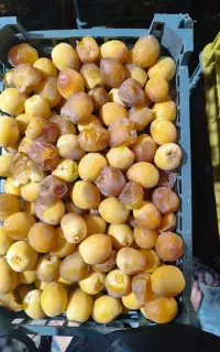 فروش رطب برهی دست چین