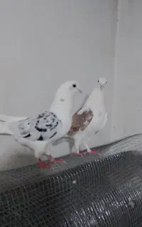 کفتر دوکت سرور