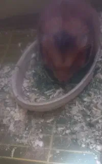 واگذاری همستر