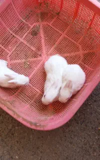 جوجه خرگوش