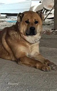 سگ گمشده