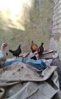 جوجه گلین لری اصل