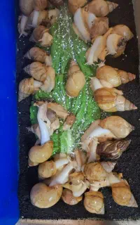 حلزون گوگولی