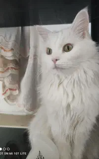 واگذاری گربه پرشین ماده