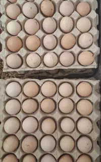 تخم مرغ طبیعی محلی نطفه دار تازه