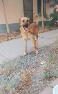 سگ نگهبان