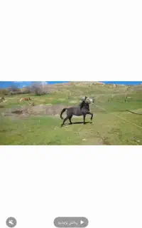 اسب کردی