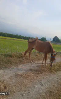 اسب مادیون 2 ساله