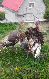 فروش بوقلبون