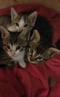 گربه DSH ماده و نر
