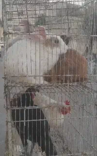 خرگوش