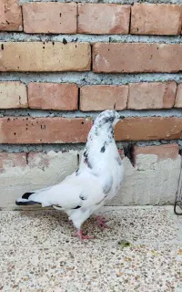طوقی