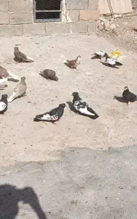 کبوتر