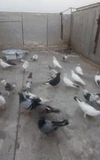 کبوتر