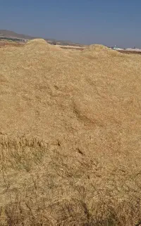 فروش کاه گندم