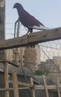 قرمزی گجله نر تلف شده