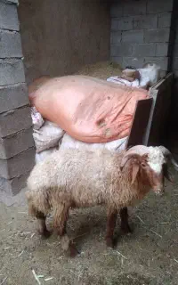 قوچ فروشی