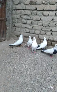 کفتر