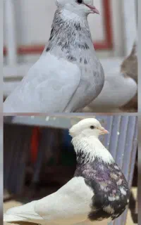 کبوتر طوقی گمشده