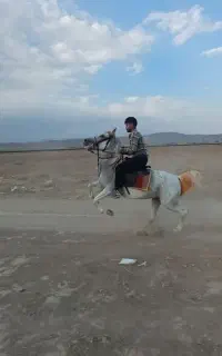 مادیان با کره