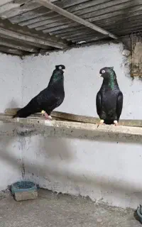 کبوتر