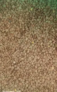 عدس روس