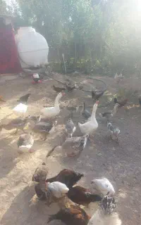 مرغ و خروس و قوگاز.  تعبیعی پرورش در.  تعبیعت