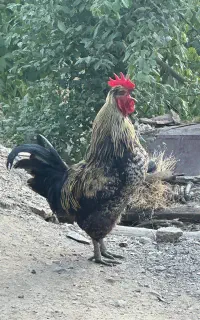 کلشیر کوردی