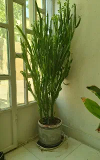 فروش گل کاکتوس