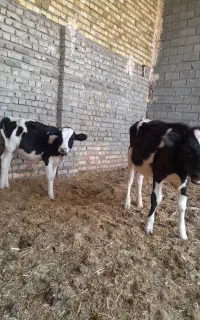 گوساله نر  و ماده