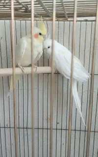 جفت عروس هلندی
