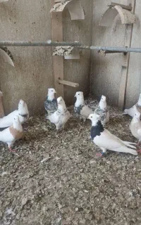 کبوتر طوقی