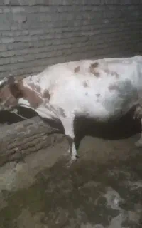 یک راس گاو چهار ماه آبستن یه گوساله و یک نوبر