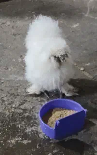 اوردک