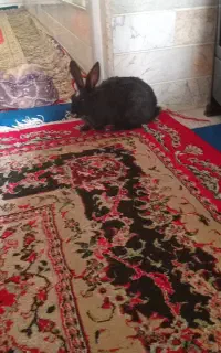 خرگوش بالغ