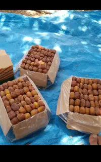 انواع خرما مرداسنگ و مضافتی و...