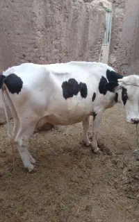 گاو اسحاق