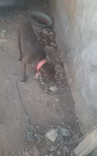 پیت بول