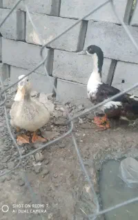 اردک