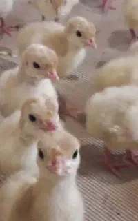 جوجه بوقلمون بیوتی سرحال پنج روزه ۵۰۰
