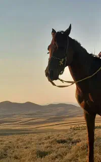 خریدو فروش اسب