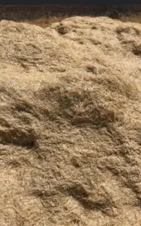 کاه گندم