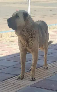 فروش سگ